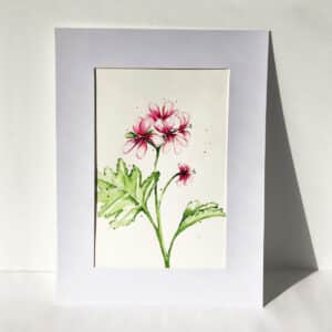Akvarell Geranium